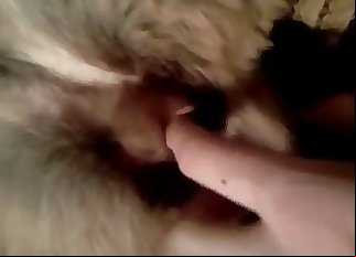 Cute doggy is enjoying mischievous bestiality XXX